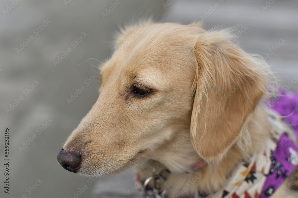 つぶらな瞳で何かを見つめる犬