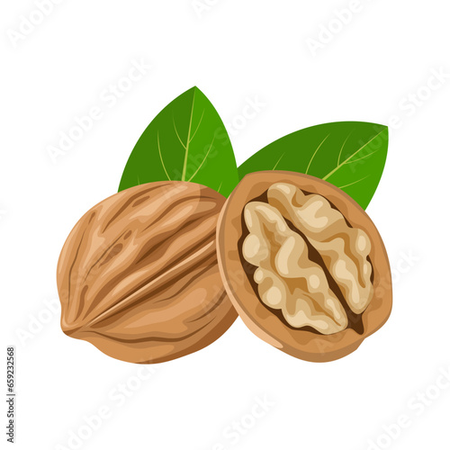 Vector illustration, walnut in shell, suitable as label or template, agricultural product packing.