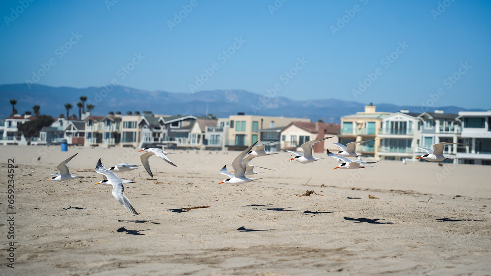 Elegant Tern Seabirds in flight with fish caught in beak flying along the coastal shores from the beach to the waves in their natural wild habitat Oxnard Southern California