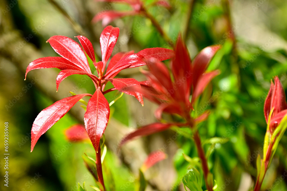西丹沢の畦ヶ丸　アセビの赤い新葉
