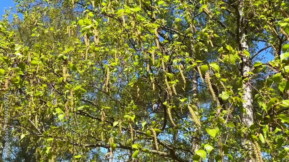 Flowering birch tree (Betula pendula) in Ystad, Scania, Sweden, Scandinavia, Europe Flowering birch tree (Betula pendula) in Ystad, Scania, Sweden, Scandinavia, Europe