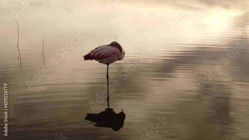 Flamenco al atardecer descansa solitario en el calmo lago photo