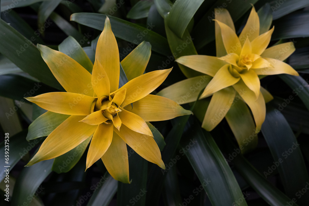 Guzmania lingulata, the droophead tufted airplant, scarlet star, a flowering plant in the family Bromeliaceae. Close up shot of blooming yellow tropical flowers.