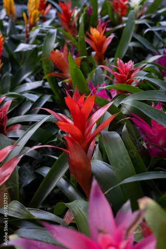 Guzmania lingulata, the droophead tufted airplant, scarlet star, a flowering plant in the family Bromeliaceae. Vertical shot of blooming red and pink tropical flowers. photo