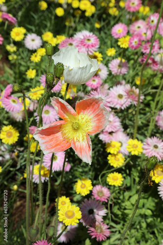 Beautiful multi color poppy flowers in wildflower garden in Australia