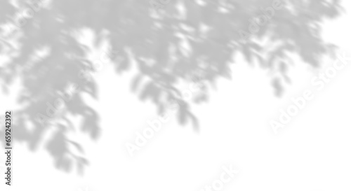 Shadow shade tropics tree branches leafs move on transparent backgrounds 3d illustrations png