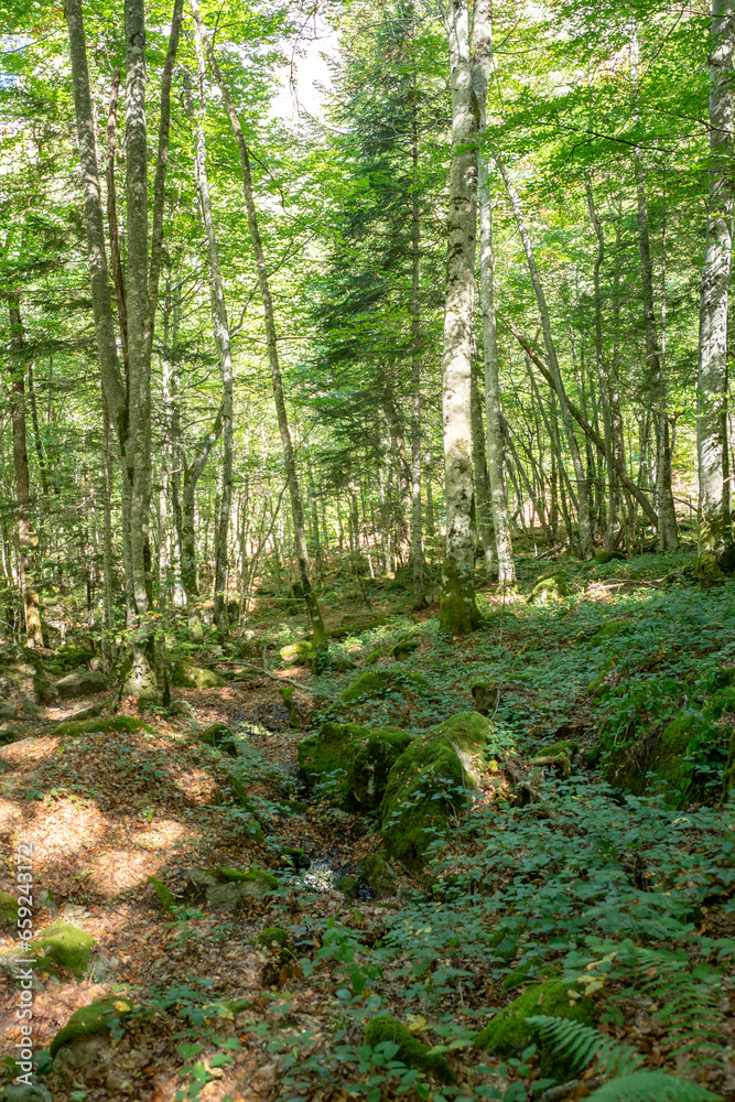 Forests in the Orlu National Wildlife Reserve, in Ariège, the Maison des Loups in France