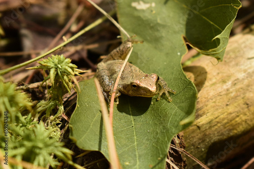 Close up of small spring peeper frog facing front on forest floor log with moss and leaf