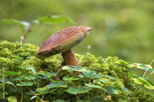 Bay bolete mushroom growing in forest