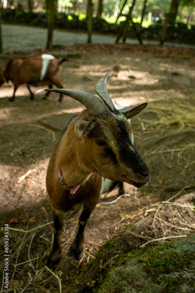 Goats in the Orlu National Wildlife Reserve, in Ariège, the Maison des Loups in France.