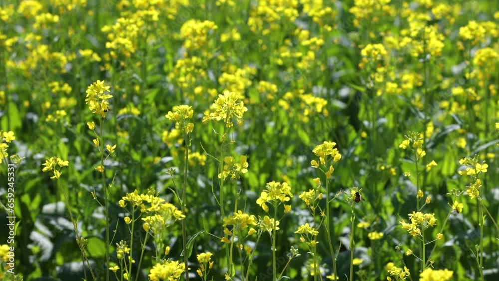 The fields were covered with yellow rape flowers The fields were covered with yellow rape flowers