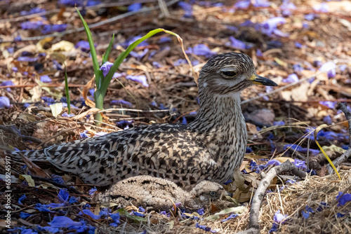 Garden birds –  Spotted Thick-knee female with a chick (Gewone Dikkop) under a Jacaranda tree in Pretoria, South Africa photo