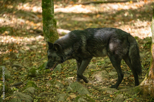 American Wolves in the Orlu National Wildlife Reserve, in Ariège, the Maison des Loups in France