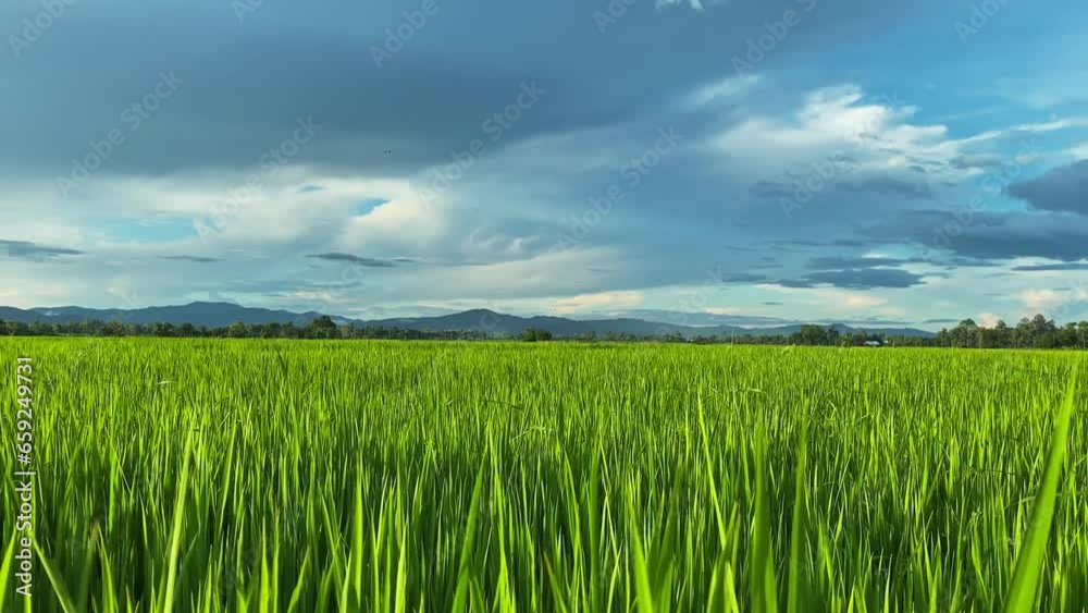 Video landscape of green crops and field. 4K video clip of farming and agriculturist with seeding of rice, young plant and field. Rice field and farmland. Thailand agriculture and farm in Asia. Video landscape of green crops and field. 4K video clip of farming and agriculturist with seeding of rice, young plant and field. Rice field and farmland. Thailand agriculture and farm in Asia.