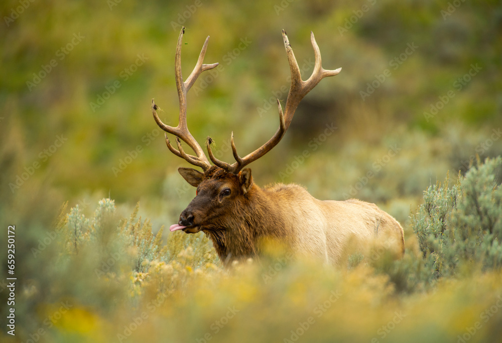 Bull Elk during the Rut Bull Elk during the Rut