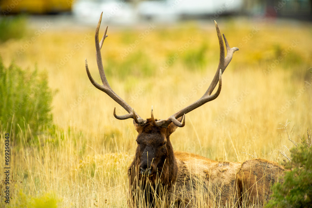 Bull Elk during the Rut Bull Elk during the Rut