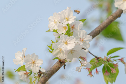 Cherry white blossom in spring and nature background