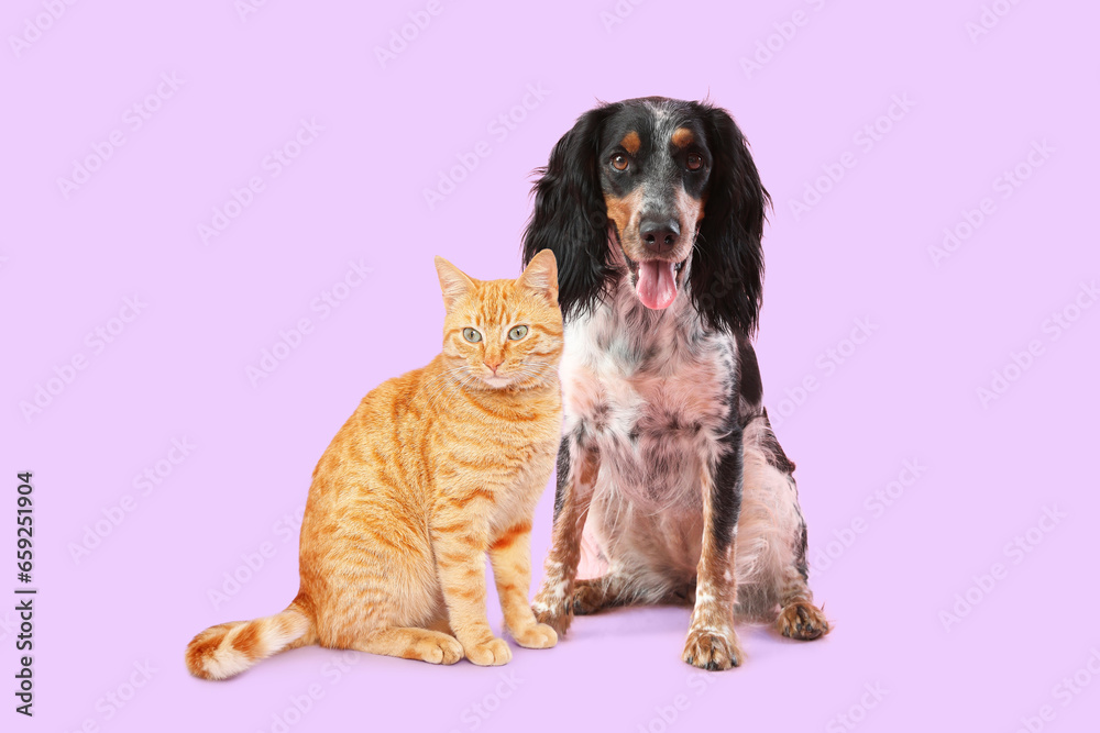 Fototapeta premium Cute spaniel and striped cat on lilac background