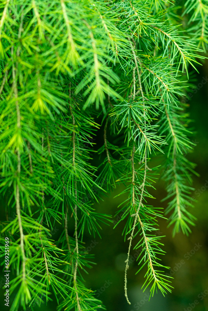 Full frame shot of fresh green plants Full frame shot of fresh green plants