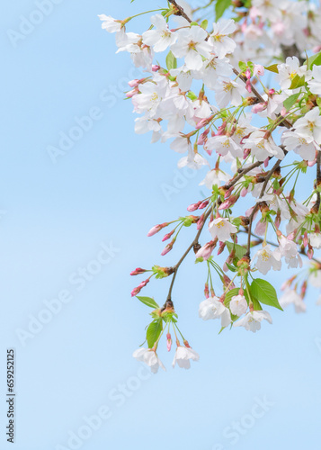 Cherry white blossom in spring and nature background