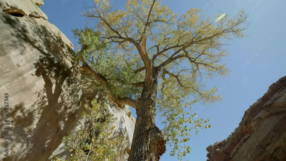 Cinematic low shot of autumn tree in southern Utah near red rock wall - steady cam movement Cinematic low shot of autumn tree in southern Utah near red rock wall - steady cam movement