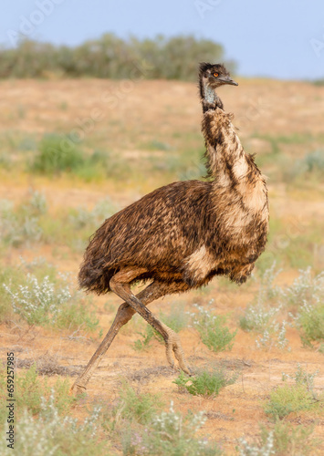 Photos An emu prancing around in Australian outback country near Birdsville, Queensland