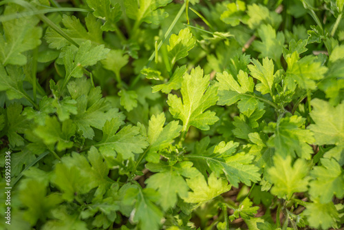 Mugwort, herb leaves, close-up, in the park