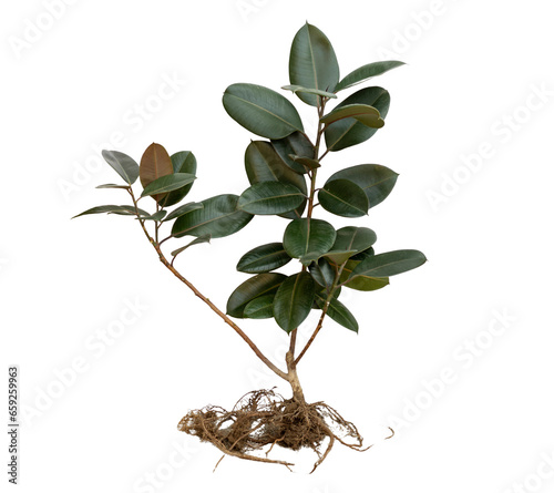 Ficus elastica rubber tree with bare roots isolated on white background