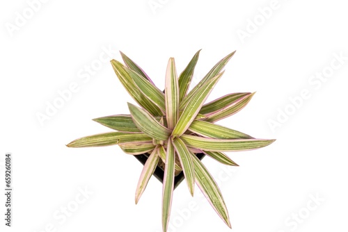 Rhoeo spathacea tricolor rhoeo plant high angle view on white isolated background