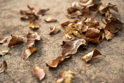 autumn leaves on the ground, close up