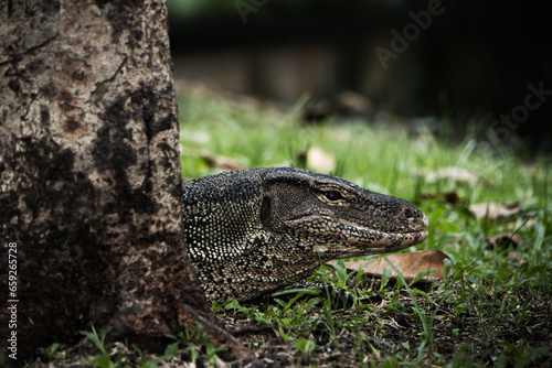 lizard park  Asian water monitor - Varanus salvator is also a common water  a large monitor lizard found in South and Southeast Asia  musk lizard  two-lined  rice  ring-necked  plains.