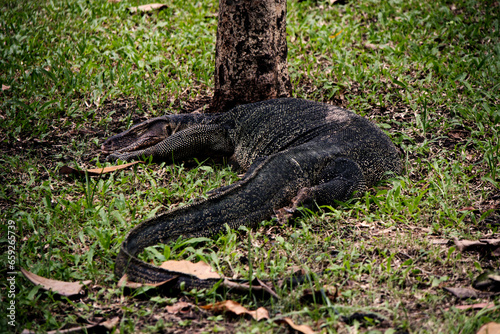 lizard park, Asian water monitor - Varanus salvator is also a common water, a large monitor lizard found in South and Southeast Asia (musk lizard, two-lined, rice, ring-necked, plains. © Andrei