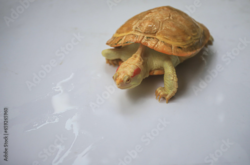 Albino Turtle isolated on white background. Red Eared Slider turtle (Trachemys scripta elegans) photo