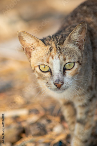 Photography stray cat close up