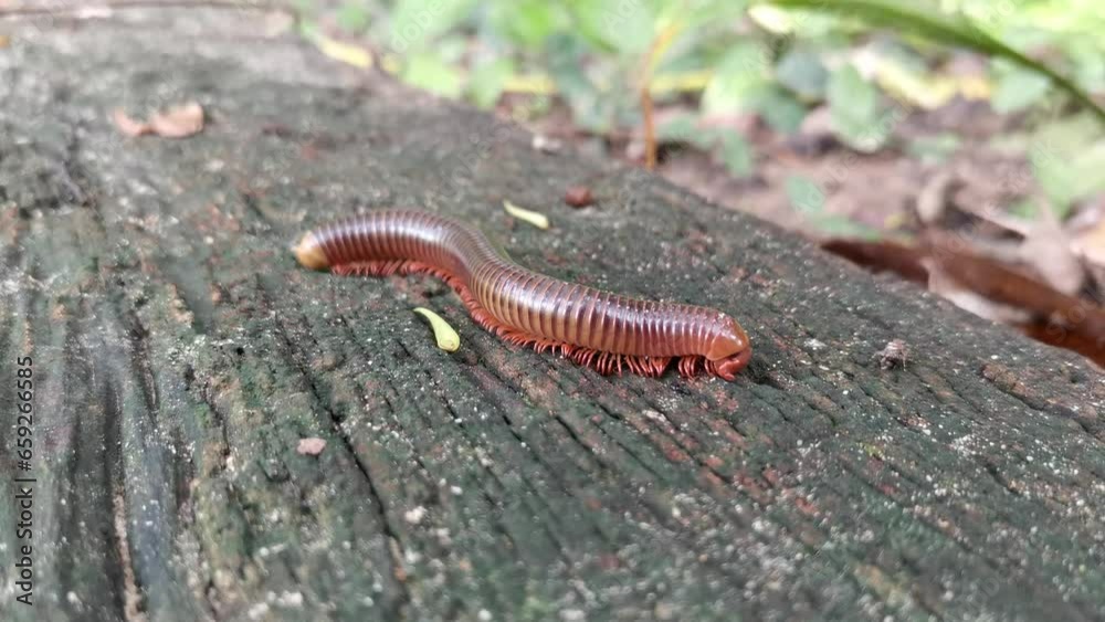 Millipede Crawling on Wood Close Up Shot of Nature in Thailand. Millipede Crawling on Wood Close Up Shot of Nature in Thailand.