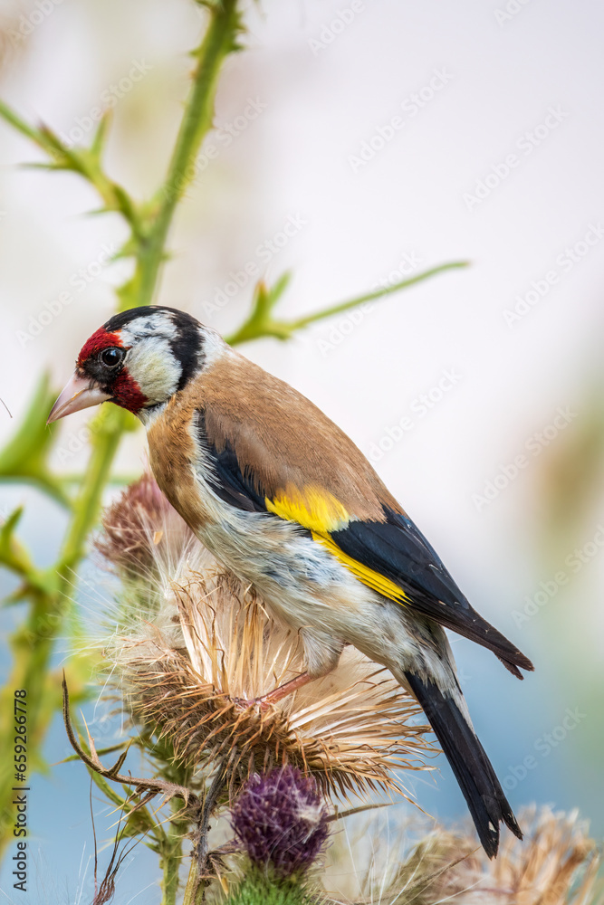 Fototapeta premium European goldfinch, feeding on the seeds of thistles. Carduelis carduelis.