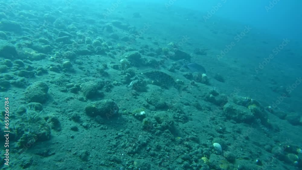 sea bass swim bright blue ocean, rocks on sea bed sea bass swim bright blue ocean, rocks on sea bed