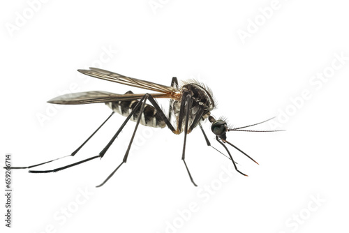 Close-up side view of mosquito, isolated PNG
