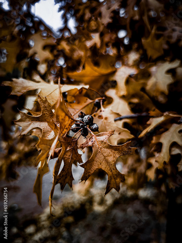 Wallpaper Mural golden autumn leaves Torontodigital.ca