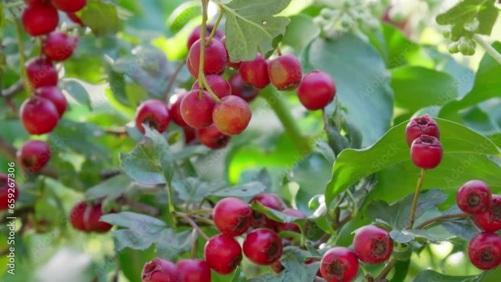 Ripe Hawthorn berries in morning sunlight, a common and healthy foraging choice for wildlife in woods and towns. Ripe Hawthorn berries in morning sunlight, a common and healthy foraging choice for wildlife in woods and towns.