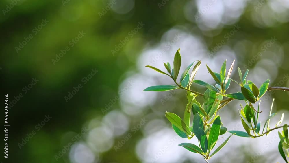 Video showcases Olive branches in the evening sunlight, symbolizing fresh food production, with an Olive branch and bokeh background for text placement.