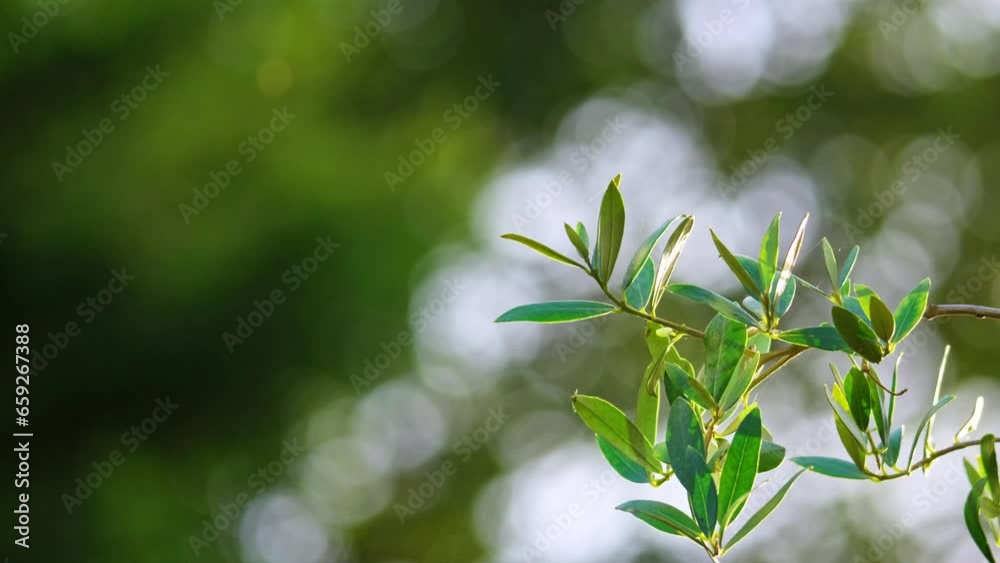 Explore the video of Olive branches gracefully swaying in the evening sunlight, portraying fresh food production, complemented by an Olive branch and bokeh background for text. Explore the video of Olive branches gracefully swaying in the evening sunlight, portraying fresh food production, complemented by an Olive branch and bokeh background for text.