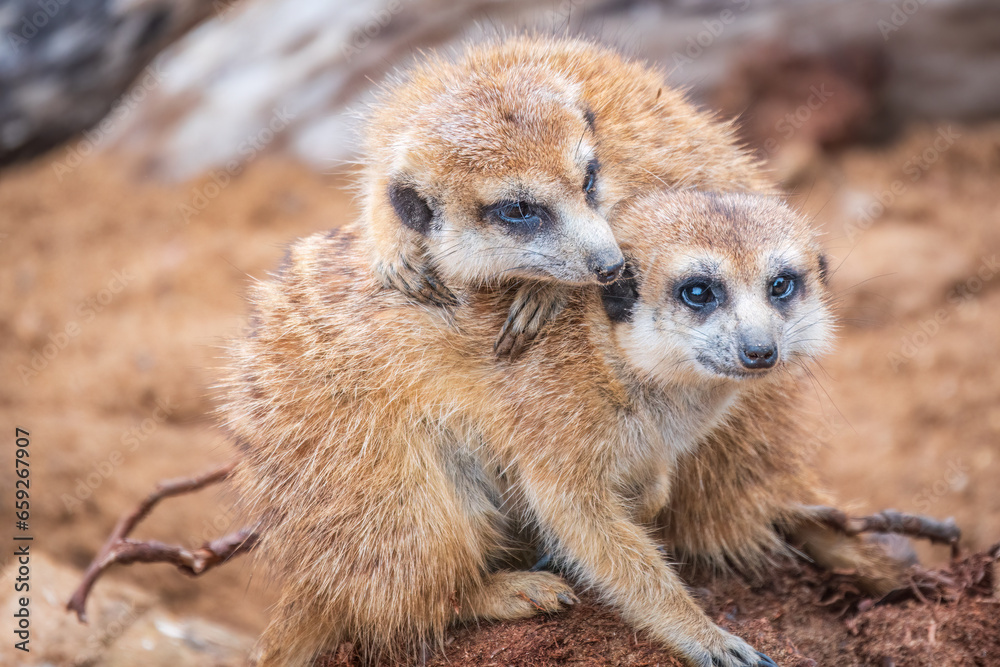 Fototapeta premium A group of cute meerkats. Meerkat Family are sunbathing.