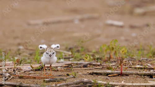 Piping Plover