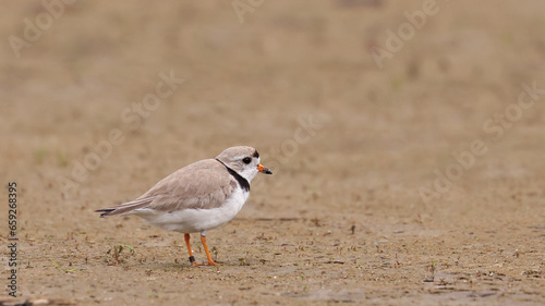 Piping Plover