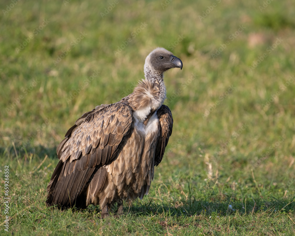 Fototapeta premium White-backed Vulture, Masai Mara. Kenya