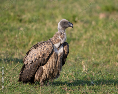 White-backed Vulture  Masai Mara. Kenya