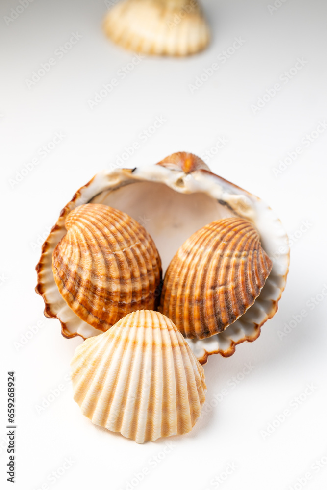 seashells on white background in macro photography seashells on white background in macro photography