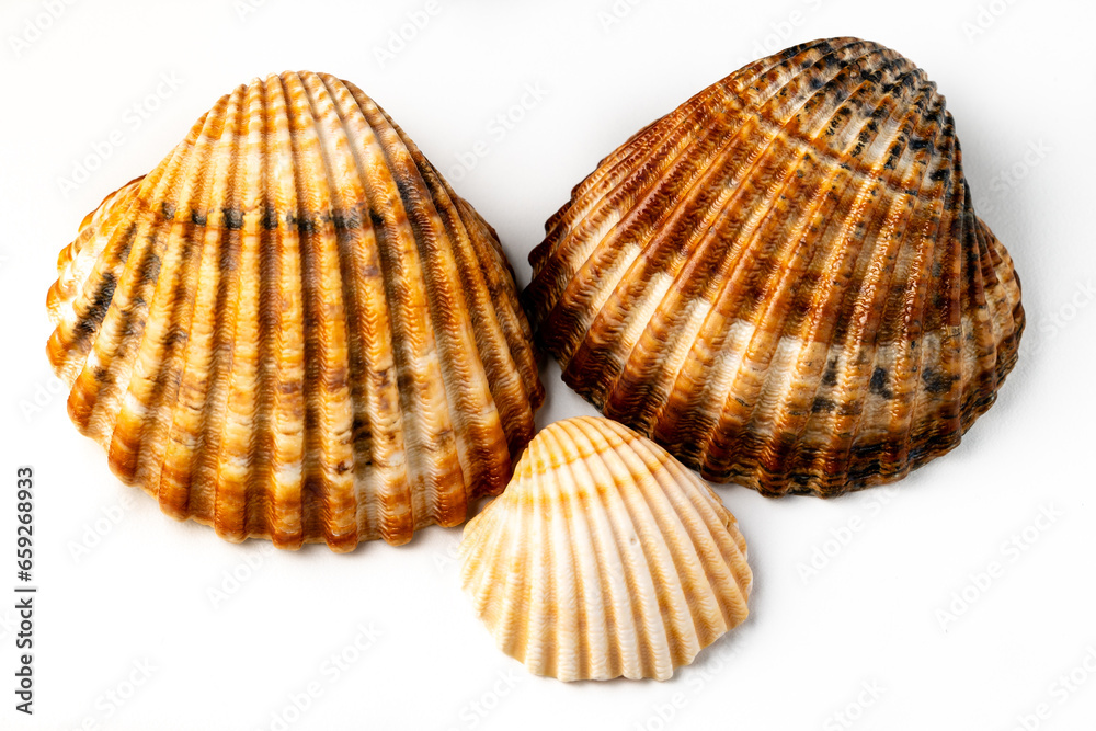 seashells on white background in macro photography seashells on white background in macro photography