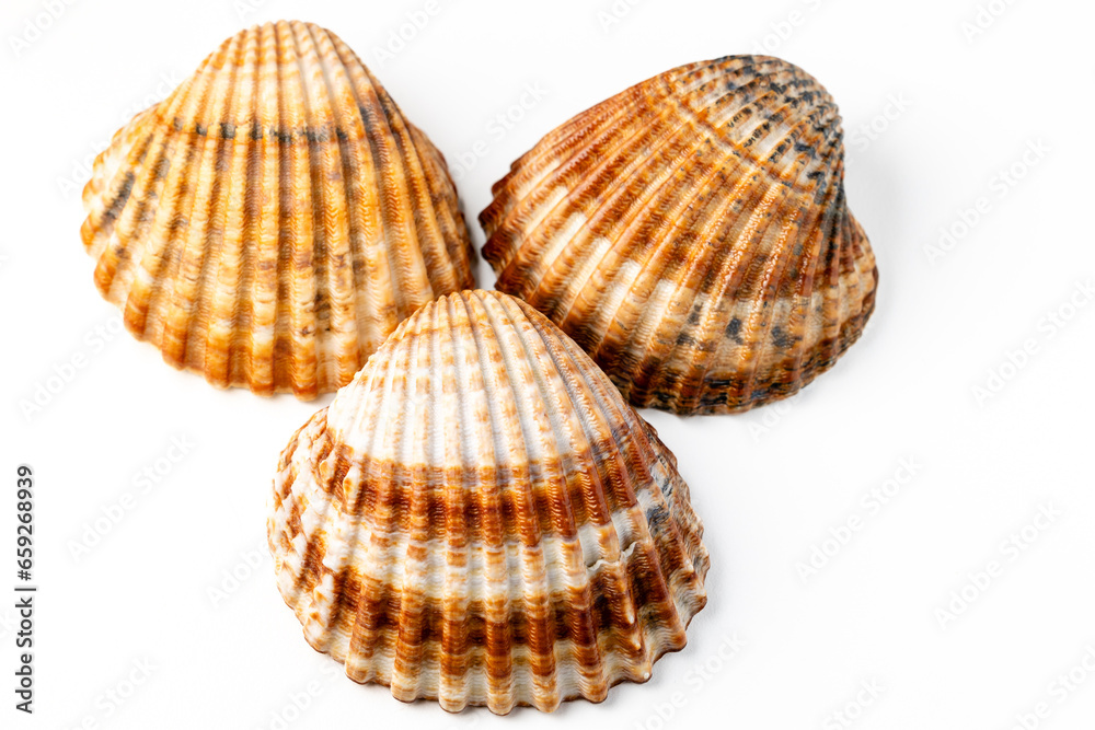 seashells on white background in macro photography seashells on white background in macro photography